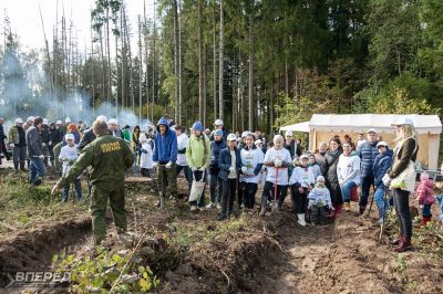 Наш лес 2019_15