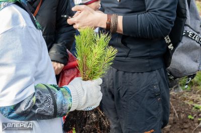 Наш лес 2019_25