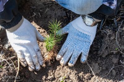 Наш лес 2019_38