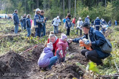 Наш лес 2019_42