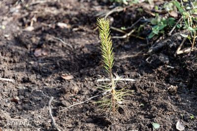 Наш лес 2019_43