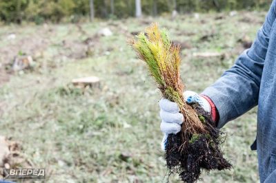 Наш лес 2019_47