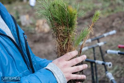 Наш лес 2019_48