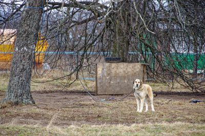 Репортаж из деревни Кучки_53