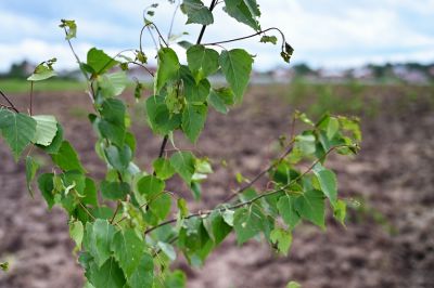 Акция «RUS.Поле» прошла 9 июня на Семхозском поле_5