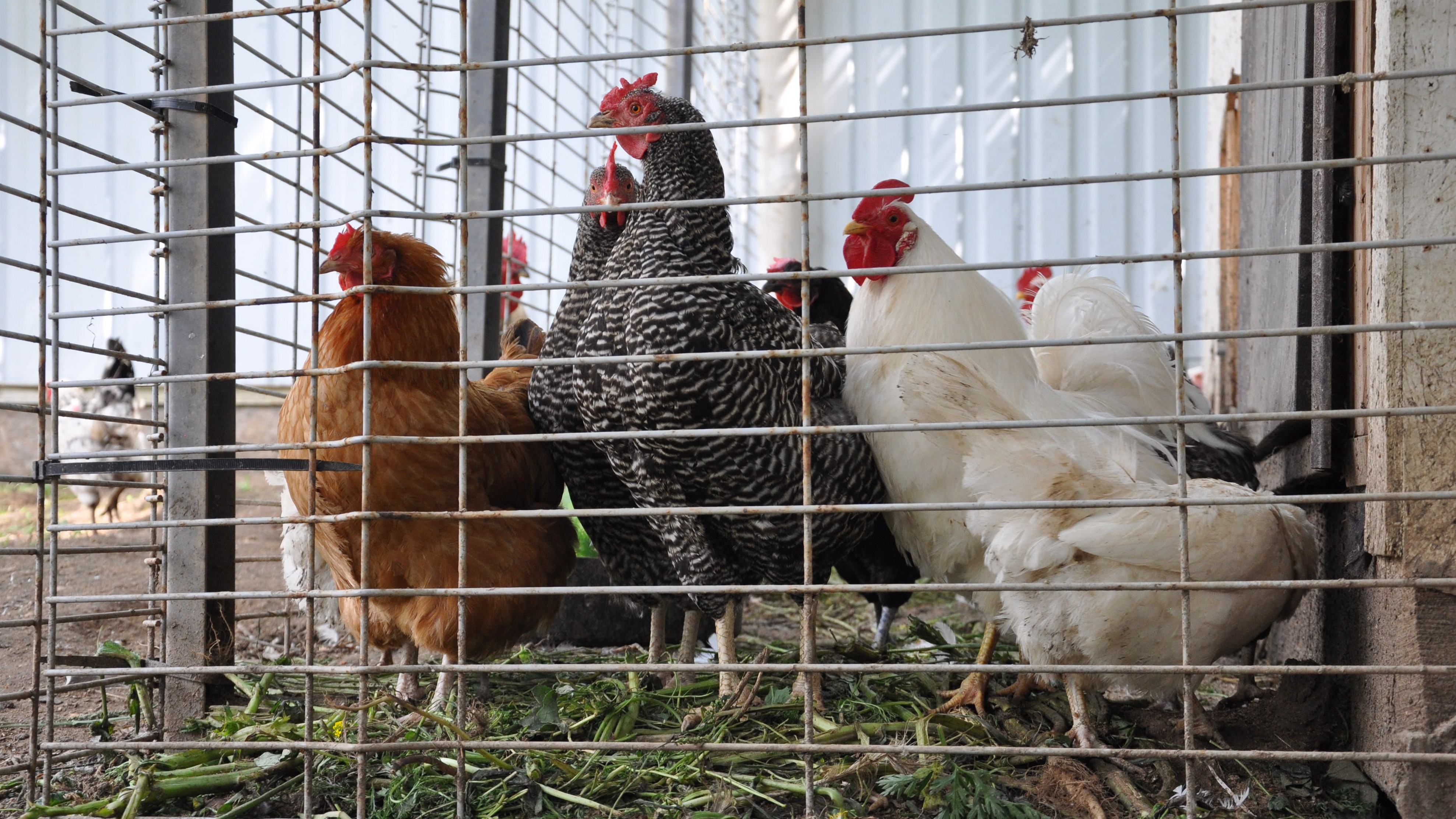 Разведение кур для начинающих. Курицах выращивают в ВЕРМАХ. Курицы выращиваются с 6 ю крыльями. Исправительная колония Рязань держат свиней кур выращивают овощи. Как выращивать курицу на балконе.